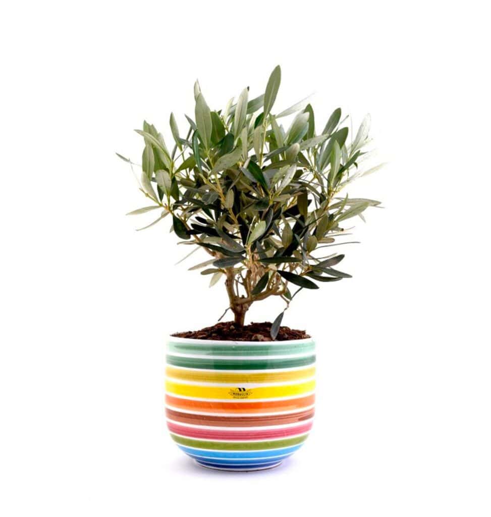 Olivenbaum-Bonsai - Frantoio Muraglia