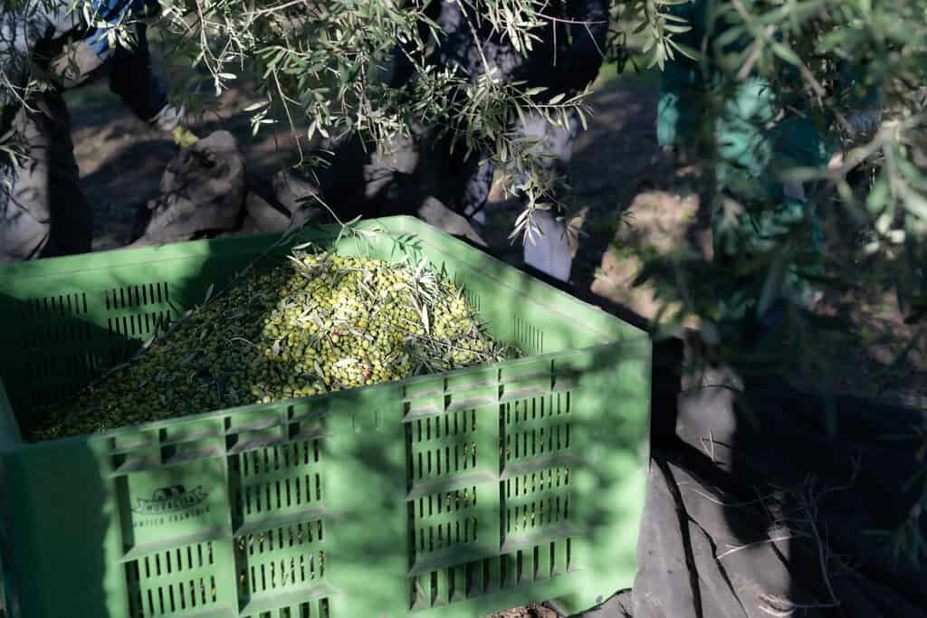 Raccolta delle cultivar pugliesi del Frantoio Muraglia