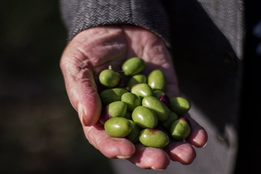 Olive fresche appena raccolte in Puglia, cultivar Coratina e Peranzana del Frantoio Muraglia