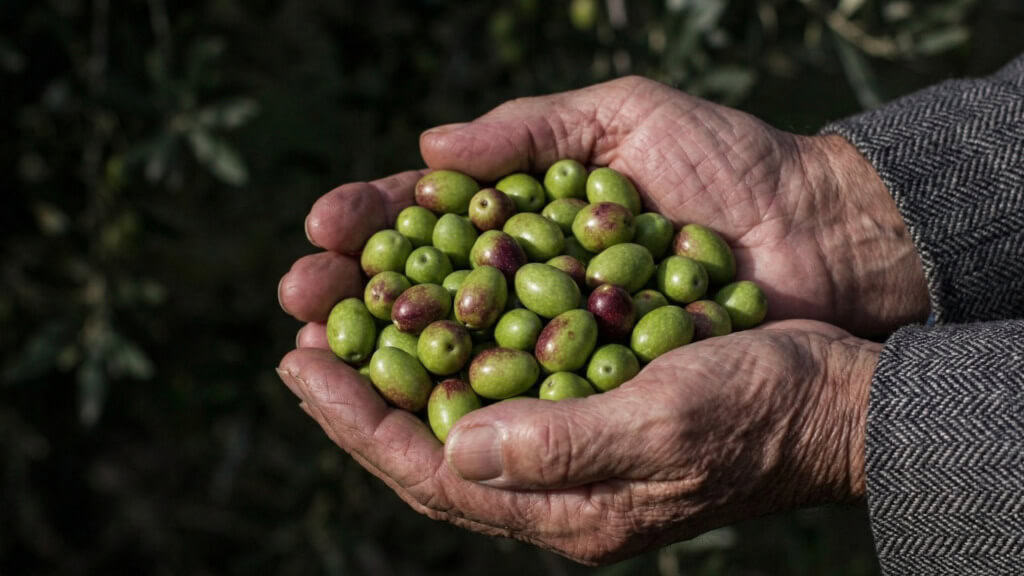 Mani di agricoltore con olive Coratina verdi appena raccolte per olio ricco di antiossidanti