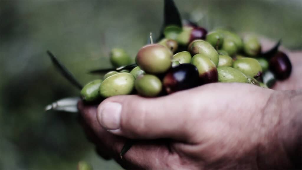 Mani che raccolgono olive verdi per olio extravergine di alta qualità